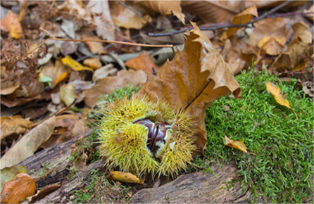 电话狂轰滥炸软件